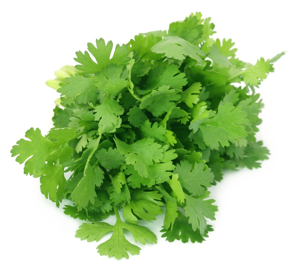 Cilantro