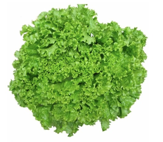 Lechuga italiana