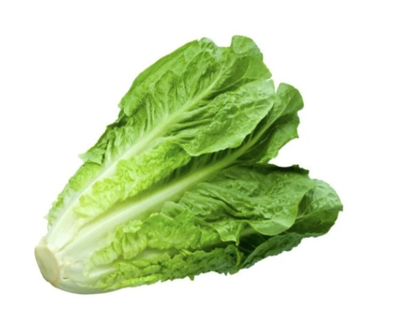 Lechuga romana