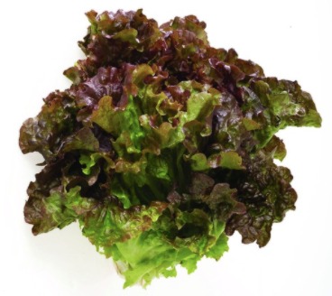Lechuga sangría