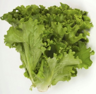 Lechuga escarola