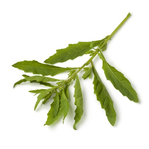 Epazote