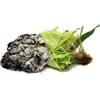 Huitlacoche