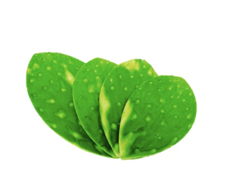 Nopal mediano